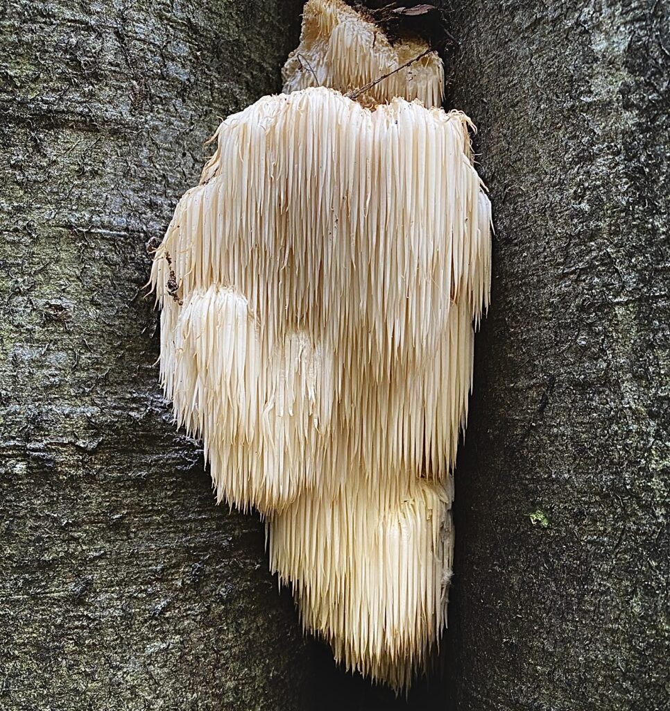 lions mane hrotlife